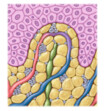 Grafik beeinträchtigtes Lymphsystem