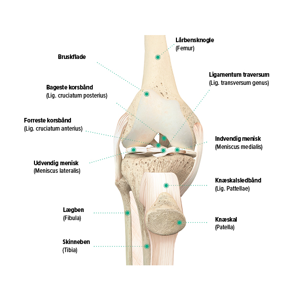 Knæets opbygning, set forfra Knæets opbygning, set forfra
