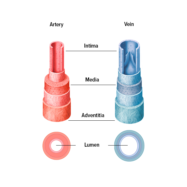 Structure of the veins and arteries