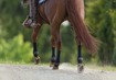 bruin paard met compressiebandages