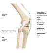 Budowa kolana, widok z boku