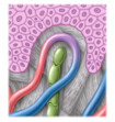 Grafik gesundes Lymphsystem