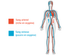 Circulation sanguine dans le corps humain