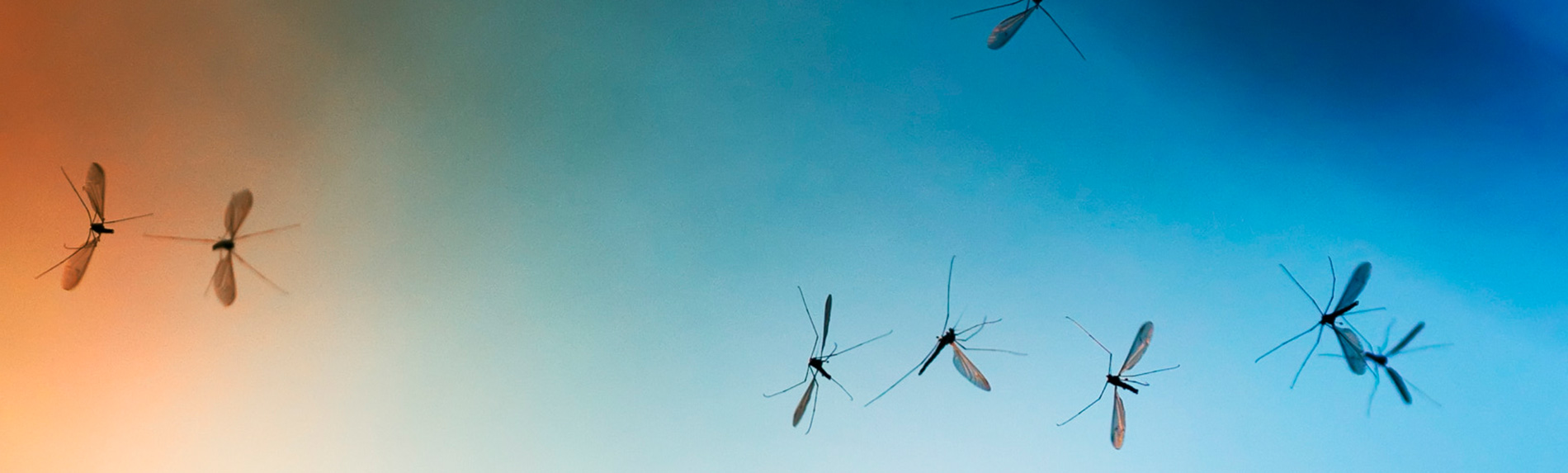 Gut zu wissen: Mückenschutz & Kompression