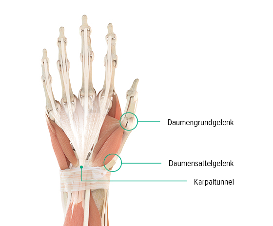 Anatomische Zeichnung - Rechte Hand, Sicht auf den Handrücken Anatomie-Grafik einer Hand: man erkennt dort das Daumengrundgelenk, Daumensattelgelenk und wo sich der Karpaltunnel befindet