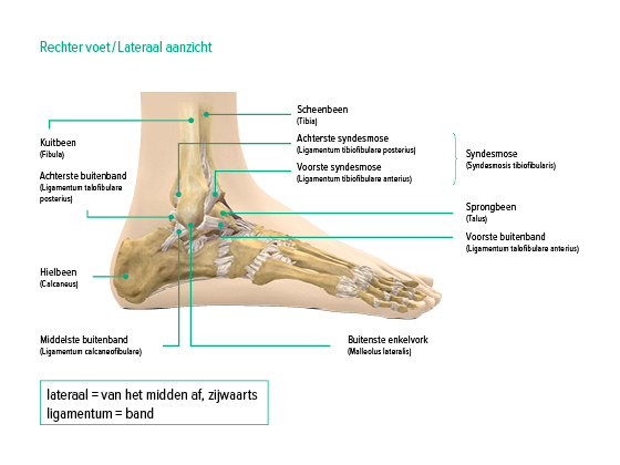 Enkelgewricht laterale weergave