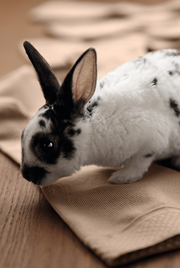 3. Juzo Intenso Un coniglietto siede sulle calze Juzo Intenso