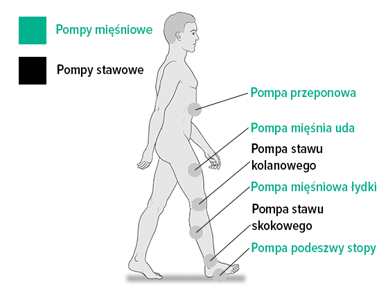 Pompy mięśniowe i stawowe Pompy mięśniowe i stawowe