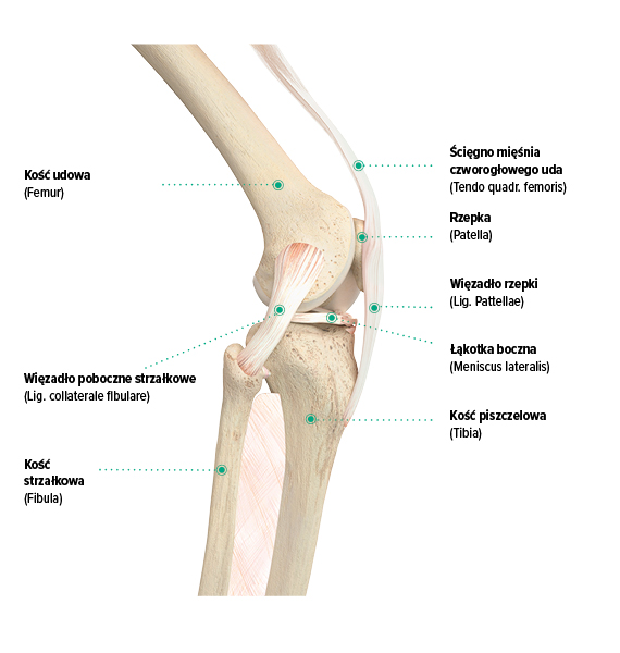 Budowa kolana, widok z boku Budowa kolana, widok z boku