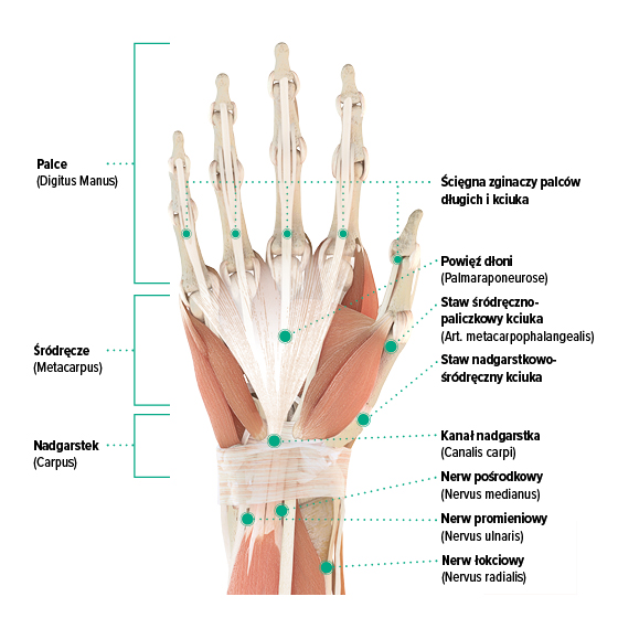 Rysunek anatomiczny – prawa dłoń, widok od strony dłoniowej Rysunek anatomiczny prawej dłoni – wewnętrzna strona dłoni