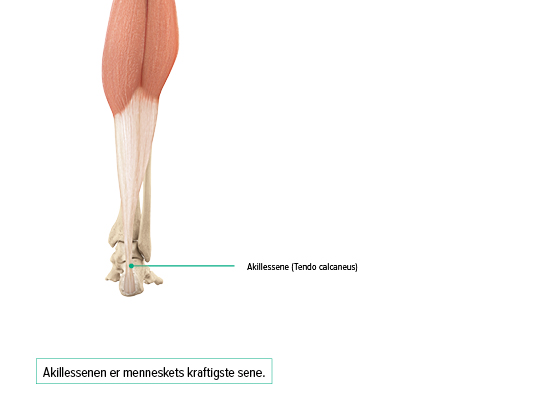 Akillessene Akillessene