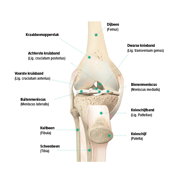 Opbouw van de knie, frontaal aanzicht Opbouw van de knie, frontaal aanzicht